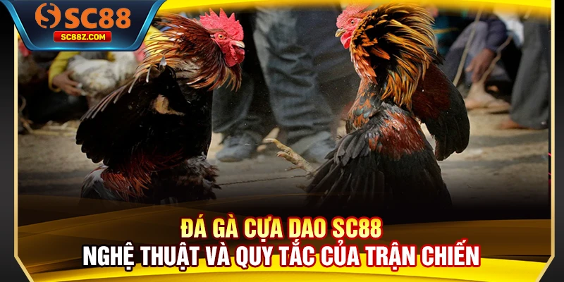 Đá Gà Cựa Dao SC88 - Nghệ Thuật Và Quy Tắc Của Trận Chiến
