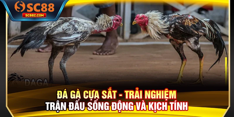 Đá gà cựa sắt: Trải nghiệm trận đấu sống động và kịch tính