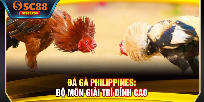 Đá gà Philippines: Bộ môn giải trí đỉnh cao