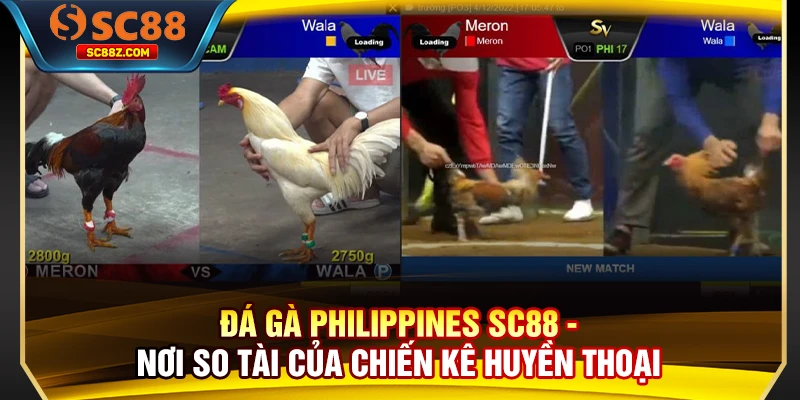 Đá Gà Philippines SC88: Nơi So Tài Của Chiến Kê Huyền Thoại