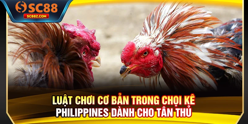 Luật chơi cơ bản trong chọi kê Philippines dành cho tân thủ