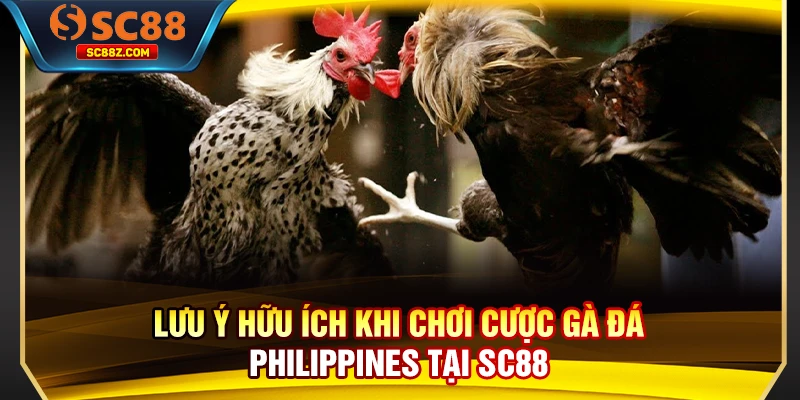 Lưu ý hữu ích khi chơi cược gà đá Philippines tại SC88