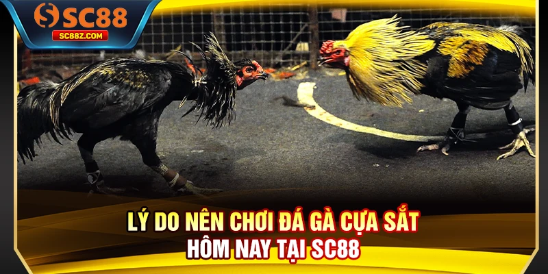 Lý do nên chơi đá gà cựa sắt hôm nay tại SC88