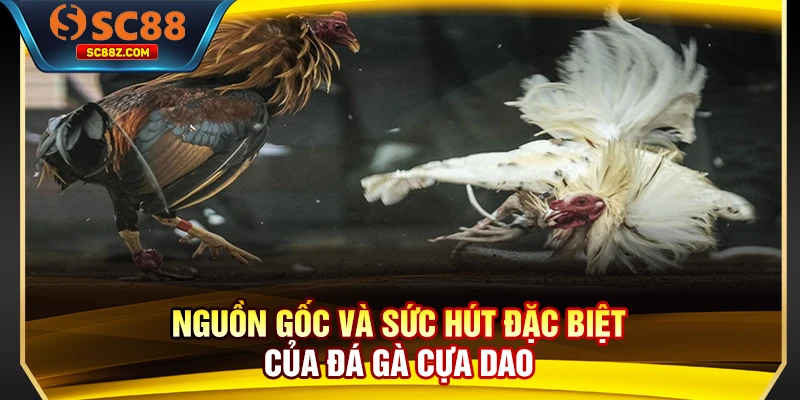 Nguồn gốc và sức hút đặc biệt của đá gà cựa dao