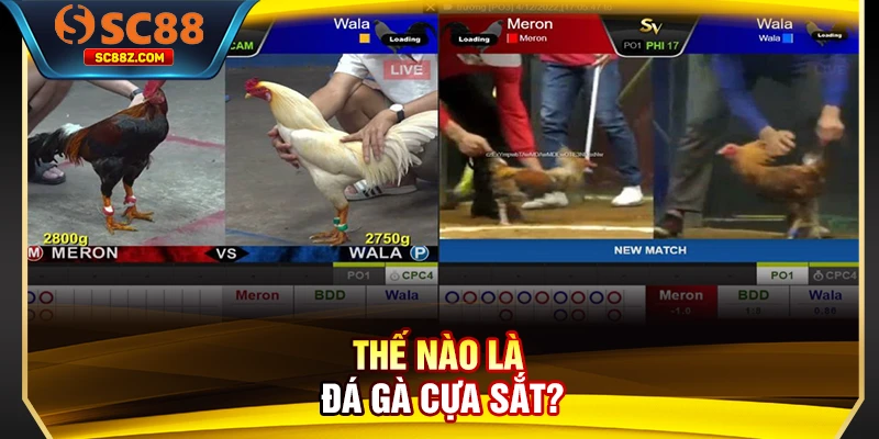 Thế nào là đá gà cựa sắt?